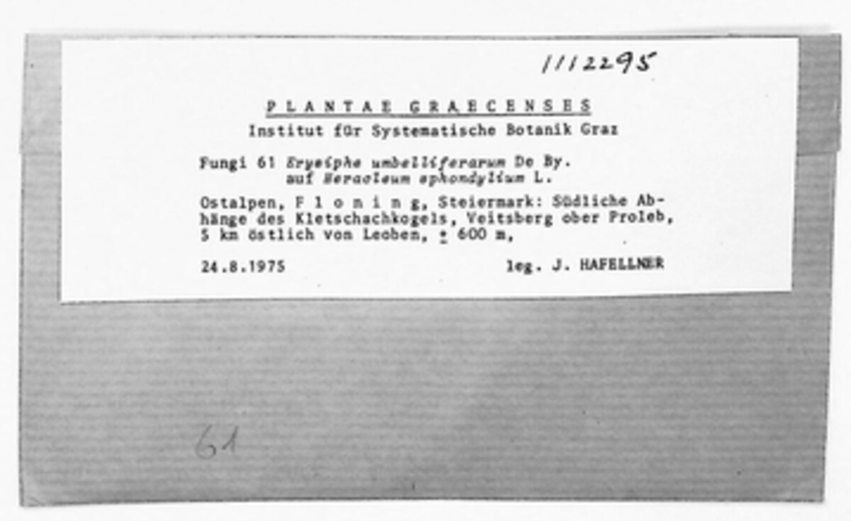 Erysiphe heraclei image